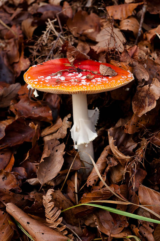 http://www.jeromebachet.fr/Nature/images/nature%20%2875%29.jpg
