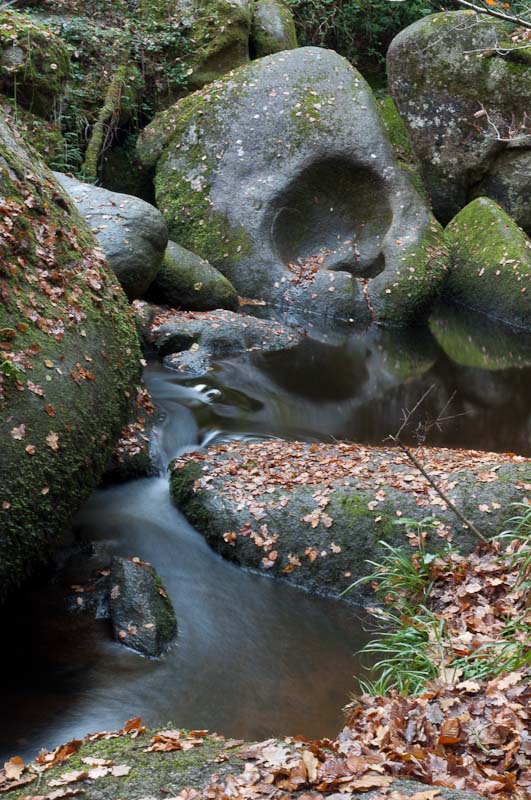 http://www.jeromebachet.fr/Nature/images/nature%20%2878%29.jpg